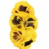 Collectif Peona 50's Hairflower Yellow 2 Collectif Peona 50's Hairflower Yellow