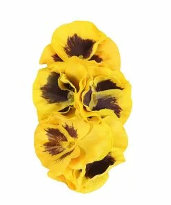 Collectif Peona 50's Hairflower Yellow
